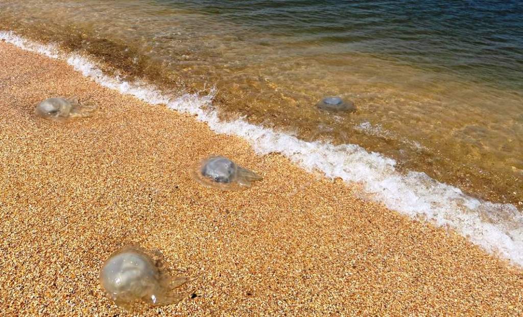 Гигантские медузы атаковали побережье Азовского моря