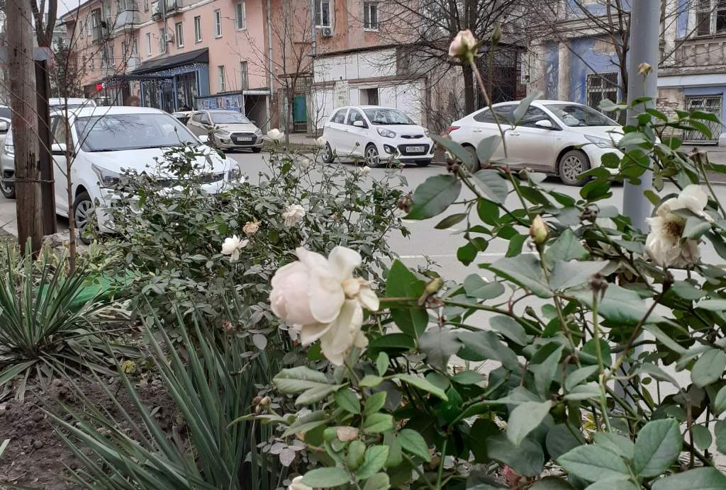 В Таганроге в декабре цветут розы