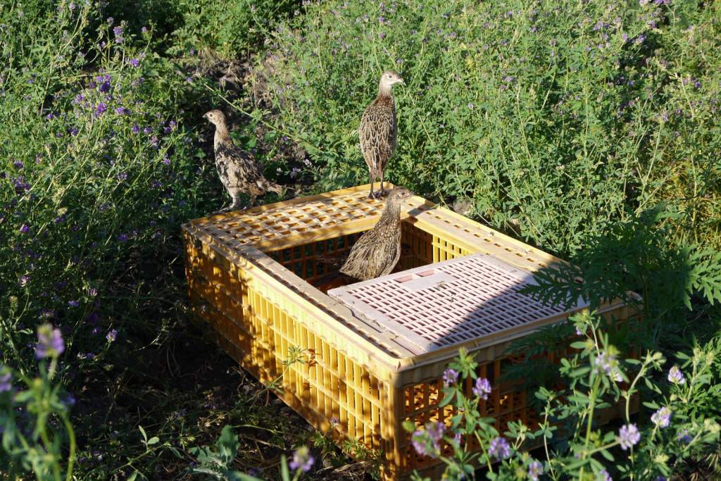 В Ростовской области выпустили на волю 150 фазанов