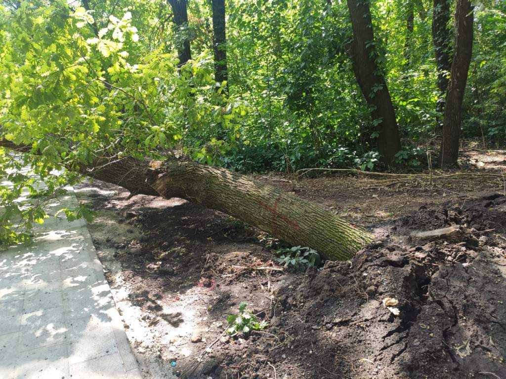Роща «Дубки»: упавшие после дождей деревья были аварийно-опасными