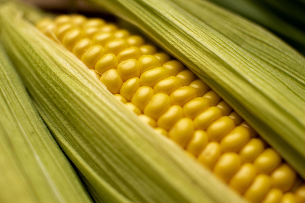 Зараженную кукурузу обнаружили в Ростовской области