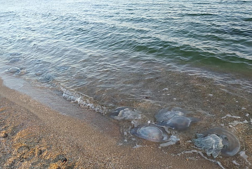 Мнение специалистов: откуда медузы в Таганрогском заливе