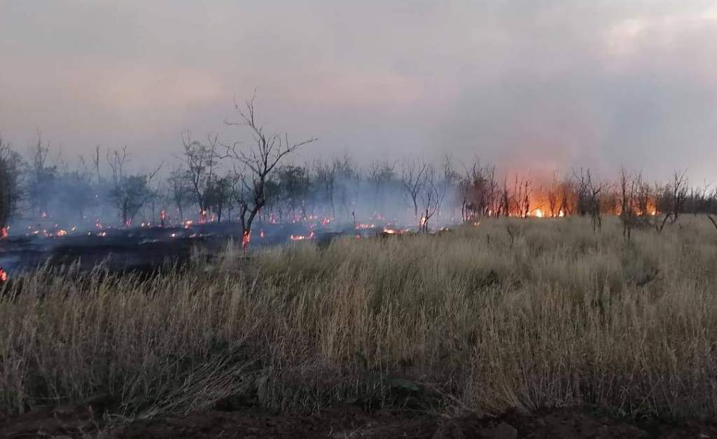 В лесничестве Ростовской области тушат крупный пожар