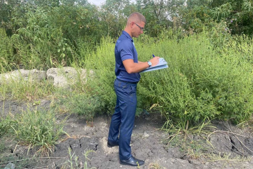 В Таганроге обнаружены участки, заросшие амброзией