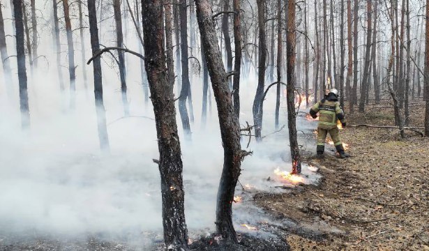 Лесной пожар на площади 203 гектара тушат на Дону