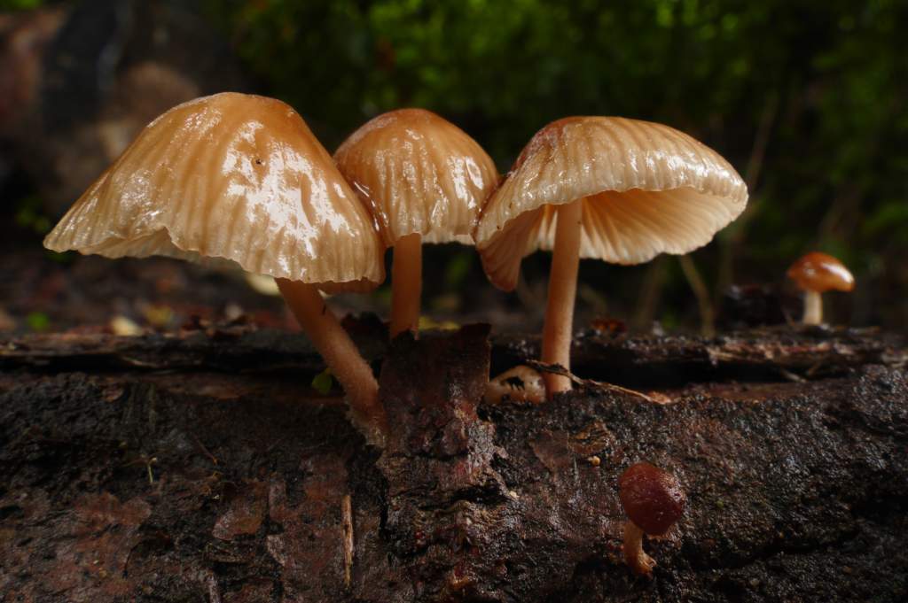 В Ростовской области два человека отравились грибами