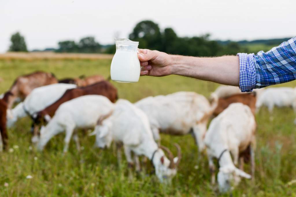 В Ростовской области нашли сальмонеллу в козьем молоке