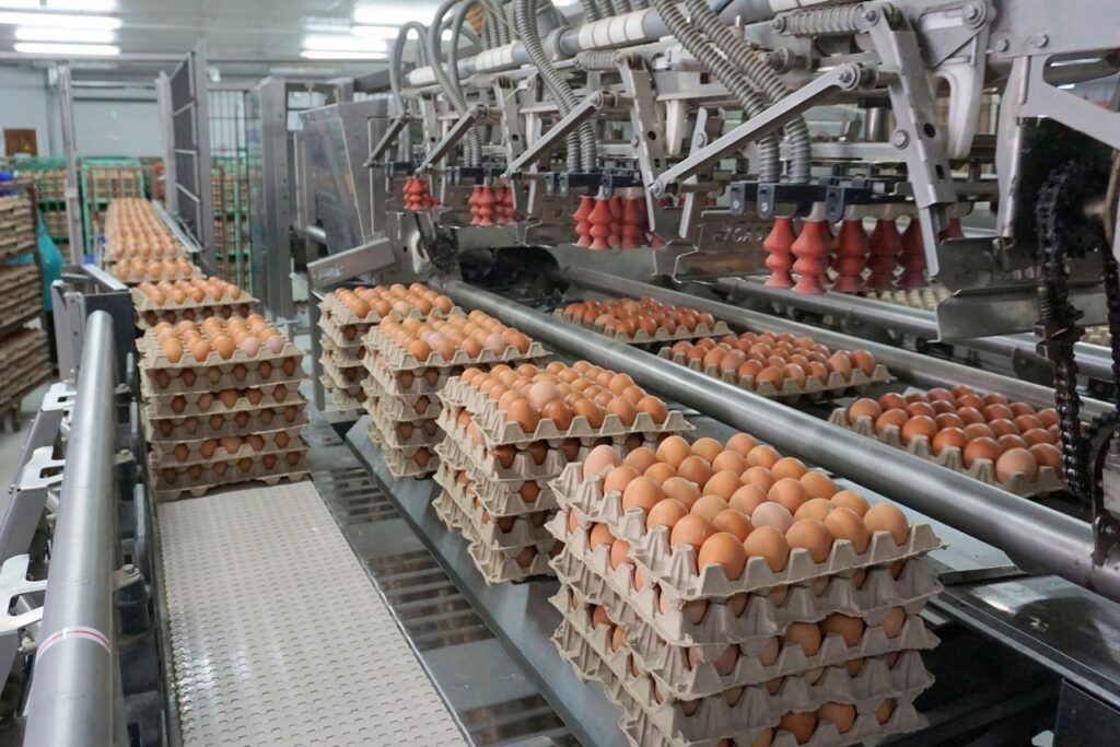 255 млн штук яиц произвела птицефабрика «Таганрогская»