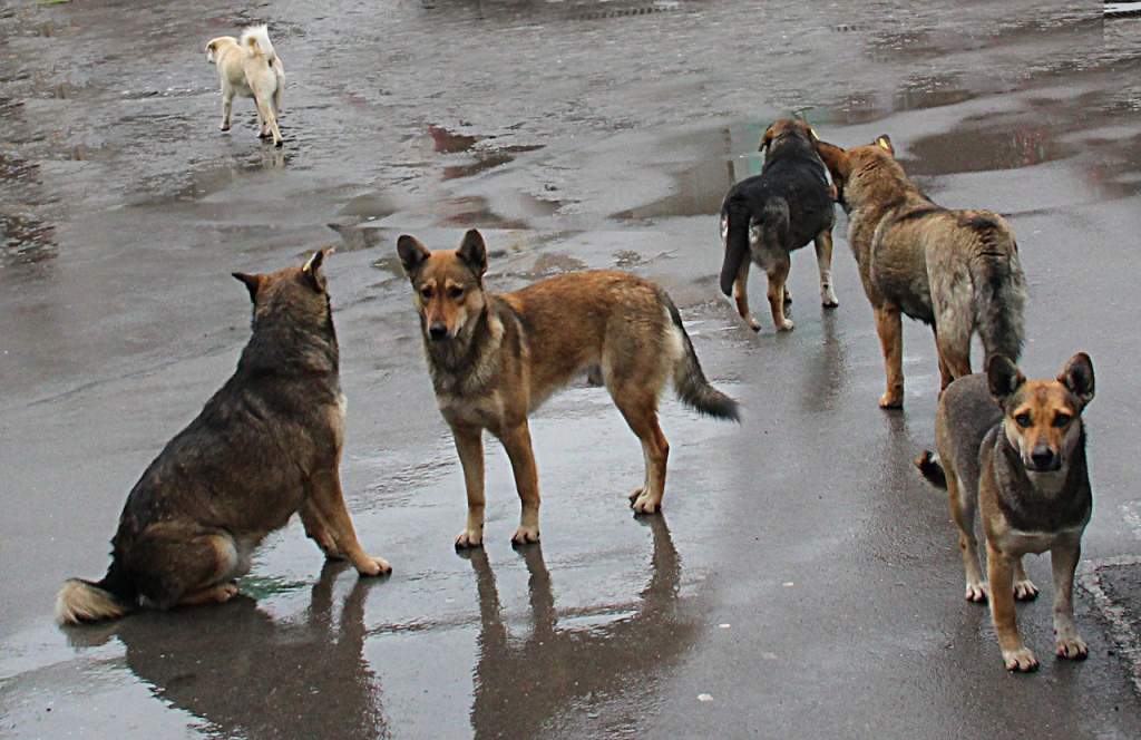 Укусила собака: 12-летний житель Таганрога получит компенсацию