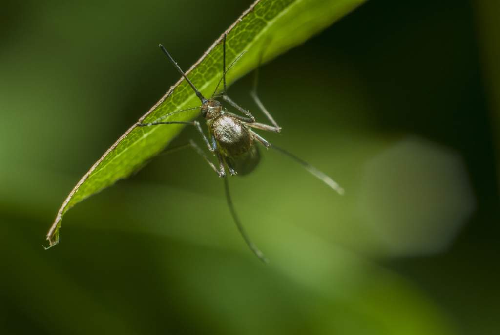 Комары — переносчики опасных болезней