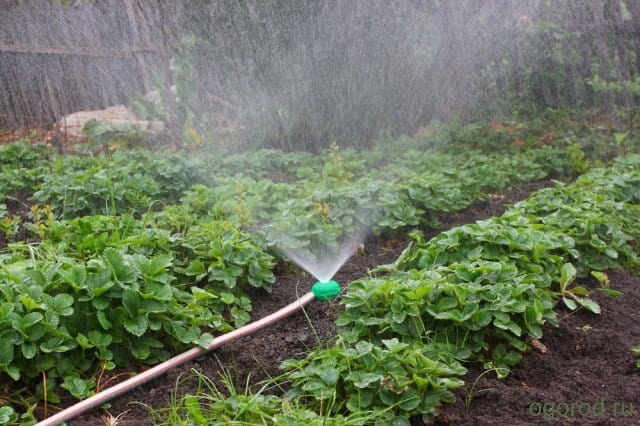 Специалисты Россельхозцентра рекомендуют защитить огород от перегрева