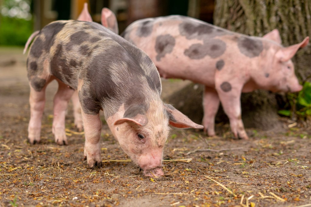 На Дону выявлен еще один очаг африканской чумы свиней
