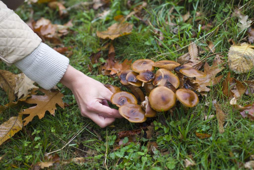 В Роспотребнадзоре рассказали, как собирать грибы, чтобы не отравиться