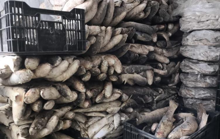 3,5 тонны рыбы: в Ростовской области обнаружили браконьерский цех