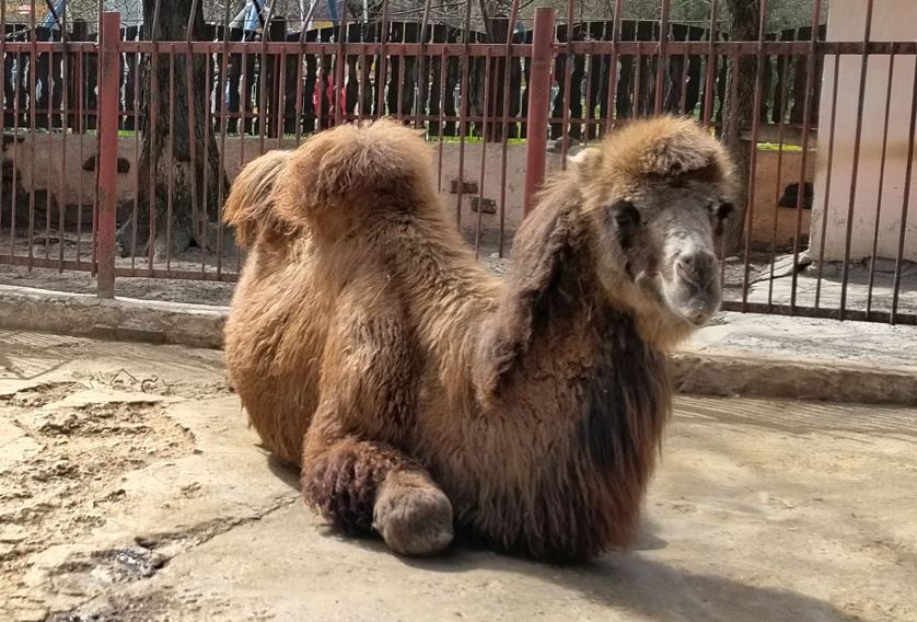 Таганрогская верблюдица Маша не плюётся в посетителей и любит угощение